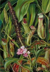 Laub , Krüge und blumen von einem Bornean Krug Pflanze , und ein Orchidee