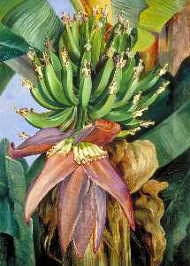 Flowers and Young Fruit of the Chinese Banana
