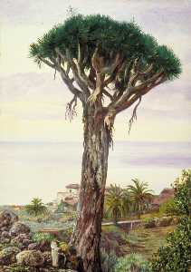 drachenbaum bei san Juan von Rambla , Teneriffa