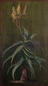 Abessinier Aloe