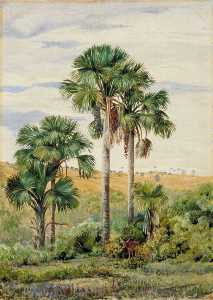 Buriti Palms with Old Araucaria Trees on the Distant Ridge, Brazil
