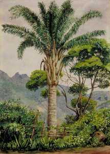 Oil Palm at Tijuca, Brazil