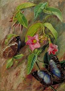 Twining Plant and Butterfly of Brazil