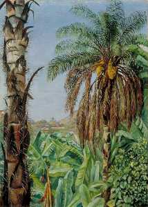 Cocoera 棕榈和 香蕉 , 莫罗 韦柳 , 巴西