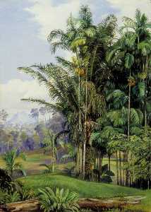 Gruppo di wild palms , Sarawak , Borneo