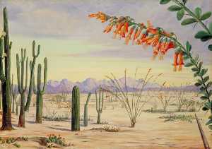 Vegetation von dem wüste von arizona