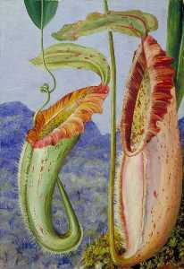 A New Pitcher Plant from the Limestone Mountains of Sarawak, Borneo
