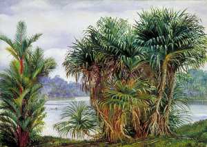A Clump of Screw Pine and Palm with a Glimpse of the River, Sarawak, Borneo