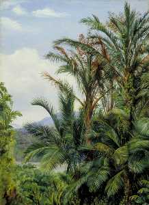 Sago Palms in Flower with a Glimpse of the River at Sarawak, Borneo