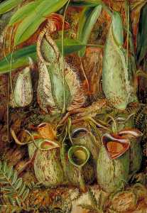 andere arten von pitcher pflanzen aus sarawak , Borneo