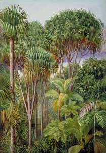 Screw Pines, Palms, Tree Ferns and Cinnamon Trees on the Hills of Mahé