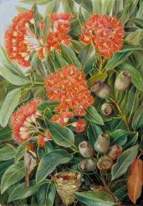 Flowers and Seed Vessels of a West Australian Gum Tree and Honeysuckers
