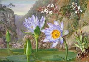 wasser lily und die umliegenden Vegetation in van Staaden's Tiefe schlucht