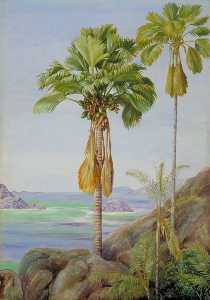 Male and Female Trees of the Coco de Mer in Praslin