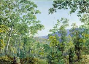 gum bäume , Gras Bäume und Hürden in ein Queensland Waldes