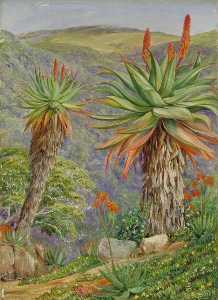 Albero aloe e mesembryanthemums sopra Furgone Staaden's Kloof , sud africa
