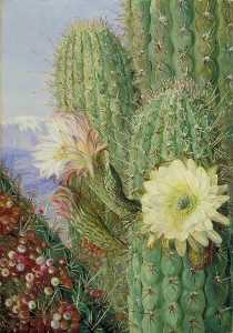 Un cactus chileno en flor y es Sin hojas Parásito en frutas