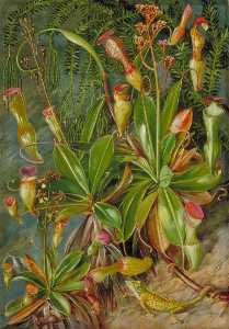 las seychelles jarra planta in flor asícomo Chamaeleon