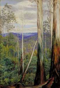 Blue Gum Trees, Silver Wattle and Sassafras on the Huon Road, Tasmania