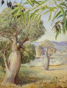The Bottle Tree of Queensland