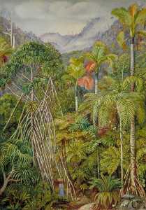 Screw Pines, Palms and Ferns from the Path near Venn's Town, Mahé
