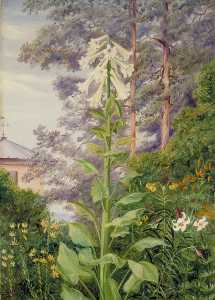 The Giant and Other Lilies in Dr Allman's Garden at Parkstone, Dorset