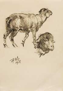 (Sketch of Sheep)