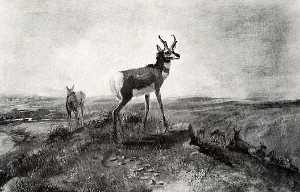 Prong Horn Antelope, (painting)