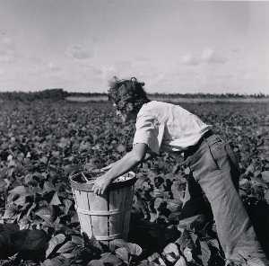 A woman from New Jersey picking beans. Hampers are heavy and must be moved along as one picks. Homestead, Florida