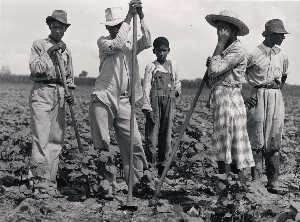 Negro men and women working in a field, Bayou Bourbeaux Plantation. Natchitoches, Louisiana