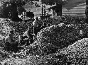 Corn shucking at the Fred Wilkins farm. Stem, North Carolina