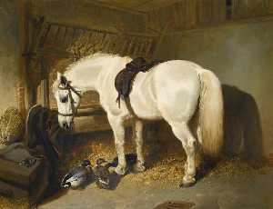 Un Grigio Pony in una stalla con anatre
