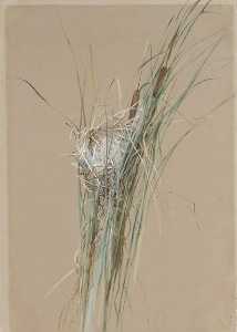 Bird's Nest in Cattails
