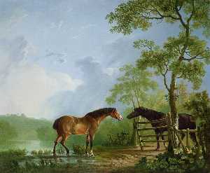 母马和 种马  在  一个  风景