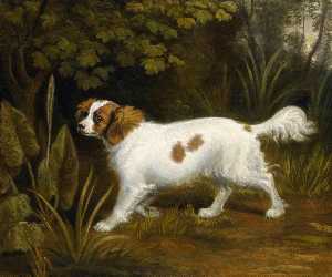 A Cavalier King Charles Spaniel in a Landscape