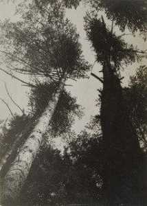 Pine Trees, Pushkino