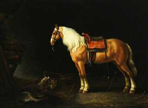 Ein pferd gesattelt mit ein Ziege in ein Stabil