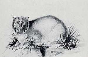 Bobcat, (painting)