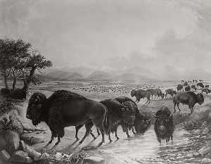 Bison Herd with Pike's Peak in Background, circa 1819 1820, (painting)