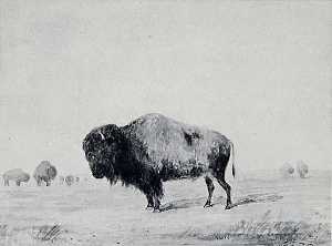 美国 野牛  公牛  绘画