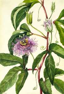 Maypop ( Passiflora incarnata )
