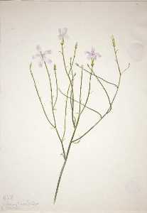 Skeleton Flower (Lygodesmia juncea)