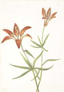Lirio ( Lilium montanum )