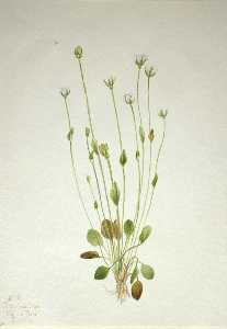 ragwort gris ( Senecio canus )