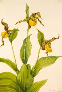 Pequeña ladyslipper amarillo ( Cypripedium parviflorum )