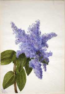 California Lilac (Ceanothus thyrsiflorus)