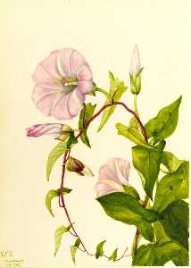 Hedge Bindweed (Calystegia (Convolvulus) sepium)