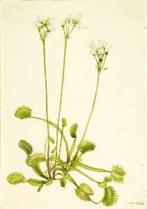 ヴィーナス フライトラップ ( Dionaea muscipula )