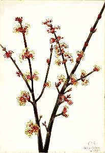 acero rosso ( Acer rubrum )