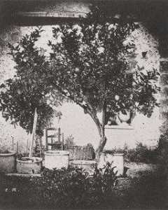 albero di limoni , Grasse